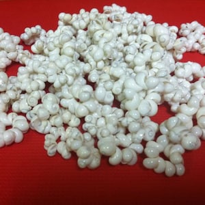White Mongo shell rings (50)