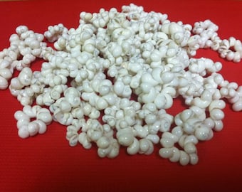 White Mongo shell rings (50)