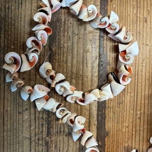 Red Everlasting Shell Strand