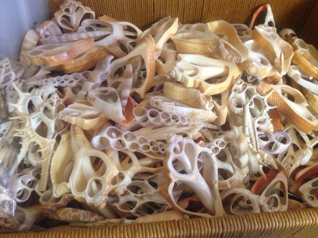 Shell Match Mix-n-match Cut Shells (10) - Etsy