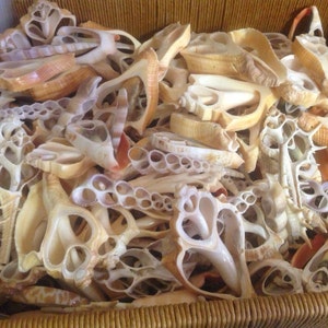 May include: A basket filled with a variety of seashells, many of which have intricate patterns and holes. The shells are mostly white and beige with some orange and brown accents.