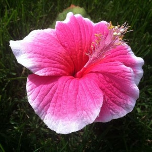 Real Touch HIBISCUS flower hairpick