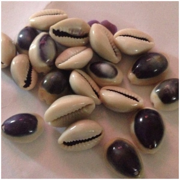 Purple Top Cowry loose shells
