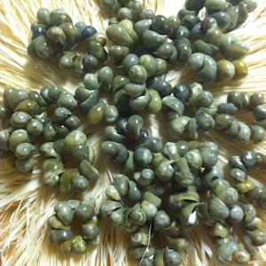 Green Mongo shell rings (50)