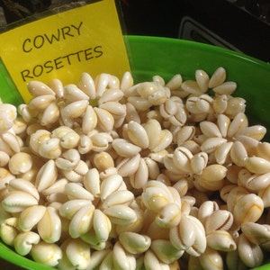 50 Cowry Shell Rosettes
