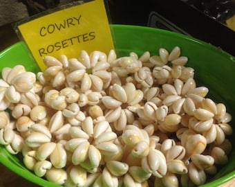 50 Cowry Shell Rosettes
