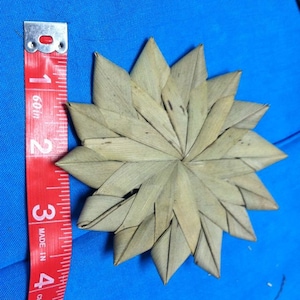 LAUHALA STAR 3-4&quot;