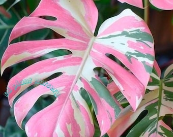 Monstera Deliciosa– Pink Tricolor Live Plant Variegated Rooted Cutting Rare Houseplant Easy Care Gardening