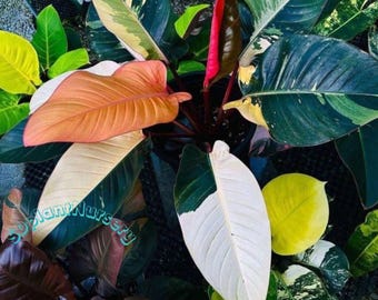Filodendro Congo Rojo Vibrante Planta Viva Esqueje Enraizado Planta de Interior Rara Jardinería de Fácil Cuidado