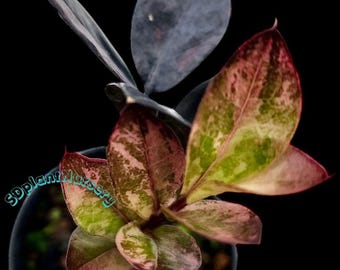 Planta ZZ Raven - Zamioculcas Zamiifolia Planta viva Esqueje enraizado Planta de interior rara Fácil cuidado Jardinería