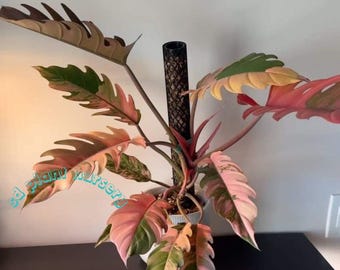 Esqueje de filodendro jaspeado rosa caramelo: planta de interior rara y de fácil cuidado.