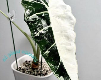 Alocasia Micholitziana Blanca Abigarrada Frydek Planta Viva Bulbos Enraizados Planta de Interior Rara de Fácil Cuidado Jardinería