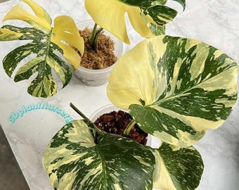 Esqueje de Monstera Thai Constellation variegada – Planta de interior poco común (maceta de 10 cm)