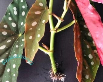 Begonia Maculata Pink Splice, planta viva, esqueje enraizado variegado, planta de interior rara, fácil de cuidar, jardinería.
