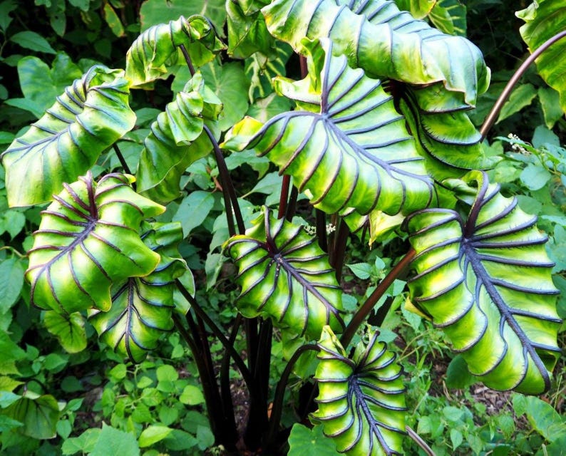 Colocasia Pharaohs mask Starter Plant (ALL STARTER PLANTS require you to purchase 2 plants!) image 1
