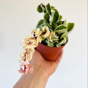Puede incluir: Una planta en maceta de Hoya carnosa 'Compacta', también conocida como planta de cuerda hindú, con hojas verdes y crema. La planta presenta flores en cascada de color crema y rosado. La planta está en una maceta de plástico marrón.