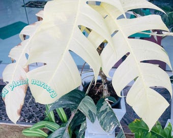 Monstera deliciosa variegada albo, rara, hojas de luna llena, planta viva, esquejes enraizados, jardinería de interior.