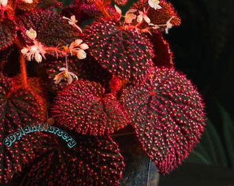 Begonia Botanicaz ‘Pink Urchin’ Planta viva, esqueje enraizado variegado, planta de interior rara, fácil de cuidar, jardinería.