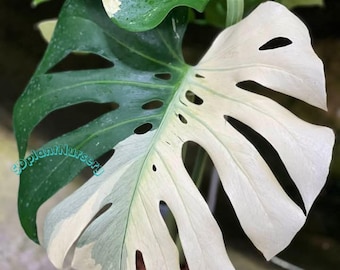 Monstera White Tiger Live Plant Variegated Rooted Cutting Rare Houseplant Easy Care Gardening