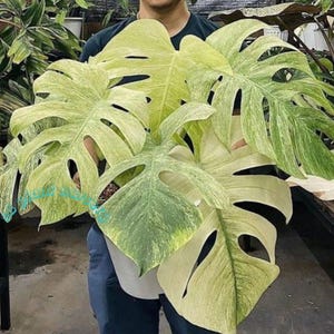 Può includere: Una grande pianta di Monstera variegata con grandi foglie divise. Le foglie mostrano un mix di verde chiaro e variegatura bianco crema. La pianta è tenuta in un vaso bianco, mostrando il suo motivo cromatico unico e la sua estetica tropicale.
