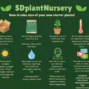 Colocasia Pharaohs mask Starter Plant (ALL STARTER PLANTS require you to purchase 2 plants!) image 2