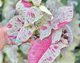 Syngonium Milk Confetti, planta viva, bulbos enraizados variegados, planta de interior rara, fácil de cuidar, jardinería.