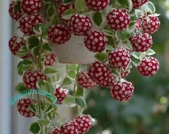 Hoya Carnosa Wax Plant, flor rosa, variegada, planta de interior de fácil cuidado.