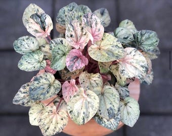 Peperomia Pink Lady, planta de inicio (¡TODAS LAS PLANTAS DE INICIO requieren la compra de 2 plantas!)