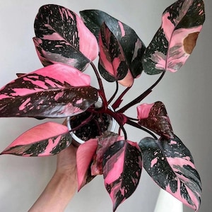 Puede incluir: Una planta de Philodendron Pink Princess en una maceta blanca. La planta presenta hojas grandes en forma de corazón con un llamativo patrón de variegación rosa y verde oscuro. Los tallos son de color burdeos intenso y la planta está sobre un fondo neutro.