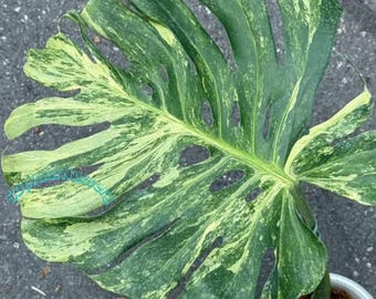 Monstera Oceana Menta, planta viva, variegada, esqueje enraizado, planta de interior rara, fácil de cuidar, jardinería.