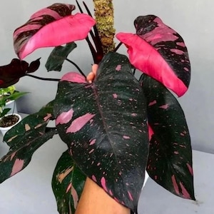 Planta de inicio filodendro cereza princesa (¡TODAS LAS PLANTAS DE INICIO requieren la compra de 2 plantas!)