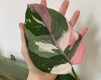 Philodendrom Tricolor Princess en maceta de 2 pulgadas (¡Todas las plantas de iniciación requieren la compra de 2 plantas!)