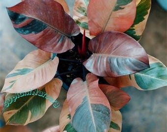 Filodendro Cardenal Negro Planta Viva Esqueje Enraizado Planta de Interior Rara Jardinería de Fácil Cuidado