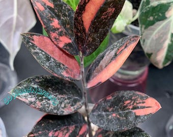 Planta ZZ Raven - Zamioculcas Zamiifolia Planta viva Esqueje enraizado Planta de interior rara Fácil cuidado Jardinería