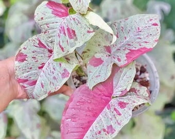 Planta de inicio Syngonium Milk Confetti **(¡TODAS las plantas requieren la compra de 2 plantas!)**