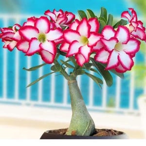 Puede incluir: Una planta de rosa del desierto en maceta con flores vibrantes. Las flores tienen pétalos blancos bordeados con un tono rojo intenso. Las hojas y el tronco verdes contrastan con las flores coloridas, sobre un fondo azul borroso.