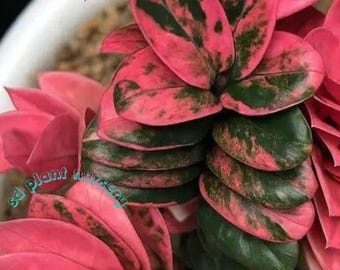 Zamioculcas zamiifolia, planta viva, esqueje enraizado, planta de interior rara, jardinería de fácil cuidado.