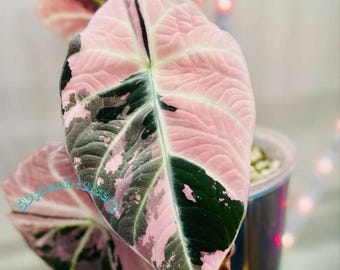 Alocasia Watsoniana Pink Live Plant Variegated Rooted Bulbs Rare Houseplant Easy Care Gardening