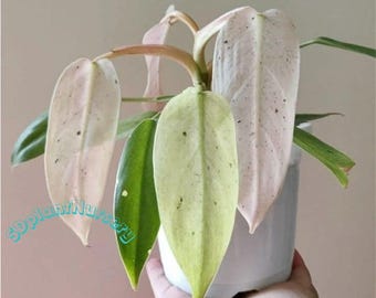 Philodendron Whipple Way - Planta viva, esqueje enraizado, planta de interior rara, jardinería de fácil cuidado