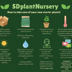 The image is an infographic titled "SDplant Nursery" that provides tips on how to take care of new starter plants. It includes illustrations of a box of starter, a bag of fertilizer, a potted plant, a thermometer, a watering can, and a sunflower. The infographic provides advice on how to properly pack and use fertilizers, avoid direct sunlight, and maintain the soil moisture for optimal plant growth.