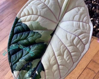 Alocasia Maharani Albo Live Plant Variegated Rooted Bulbs Houseplant Rare Plant Easy Care Gardening