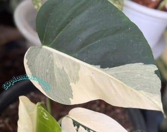 Monstera Mint, planta viva, variegada, esqueje enraizado, planta de interior rara, fácil de cuidar, jardinería.