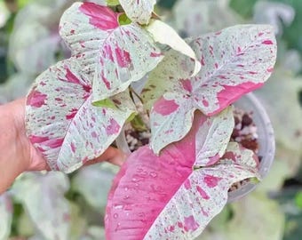 Planta de inicio Syngonium Milk Confetti **(¡TODAS las plantas requieren la compra de 2 plantas!)**