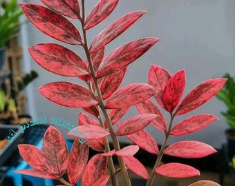 Zamioculcas zamiifolia, planta viva, esqueje enraizado, planta de interior rara, jardinería de fácil cuidado.