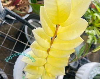 Zamioculcas zamiifolia, rara planta amarilla ZZ, planta viva, esqueje abigarrado con raíces, planta de interior rara, jardinería de fácil cuidado.