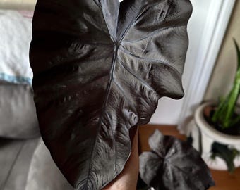 Planta de inicio de Colocasia coral negro (¡TODAS LAS PLANTAS DE INICIO requieren la compra de 2 plantas!)