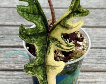 Alocasia Jacklyn  Alocasia Tandurusa Live Plant Variegated Rooted Bulbs Rare Houseplant Easy Care Gardening