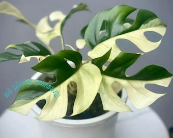 Raphidophora Tetrasperma Half Moon Albo - Esqueje de nudo enraizado abigarrado, planta de interior rara, jardinería de fácil cuidado