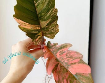 Esqueje de filodendro jaspeado rosa caramelo: planta de interior rara y de fácil cuidado.