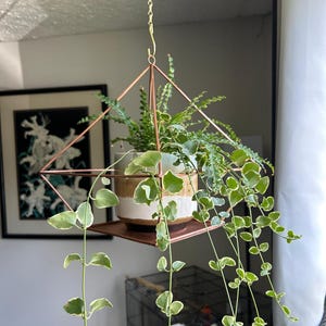 May include: A copper-colored geometric hanging planter with a square base and a diamond-shaped top. The planter holds a ceramic pot with green plants, including trailing vines with white edges. The planter is suspended by a gold chain.
